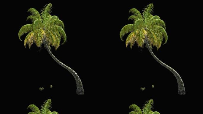 树木摇曳动画带通道——椰子树