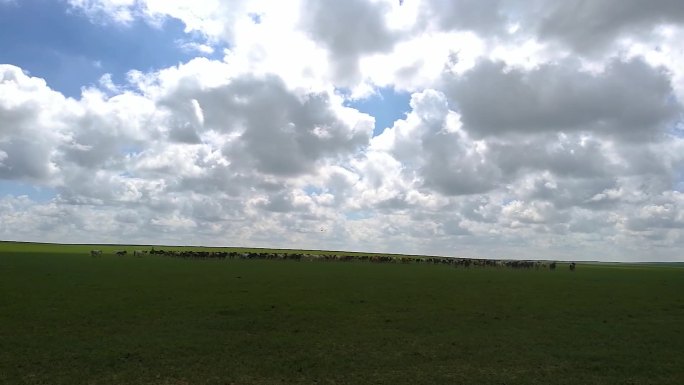 乌珠穆沁草原的马群