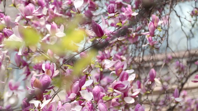 古树紫玉兰花盛开