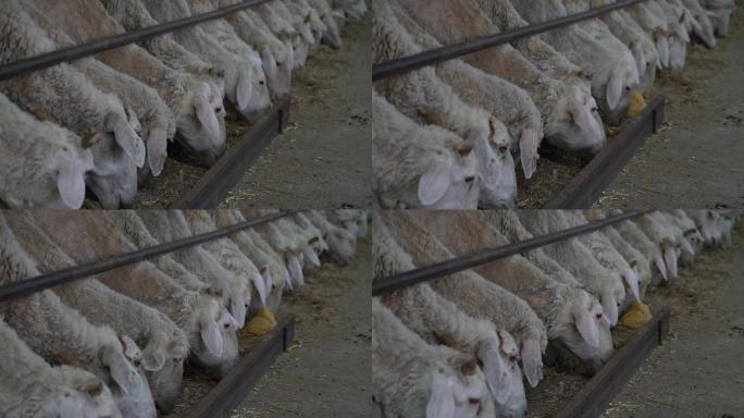 羊圈羊吃草喂养原素材