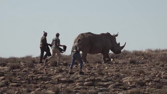 实拍自然保护区动物犀牛