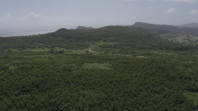 4K-log原始森林道路