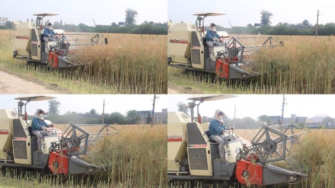 农场收割麦田油菜籽收割农机