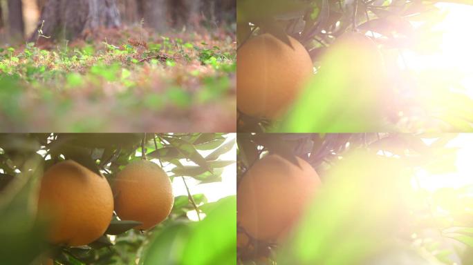 秋天落叶橘子