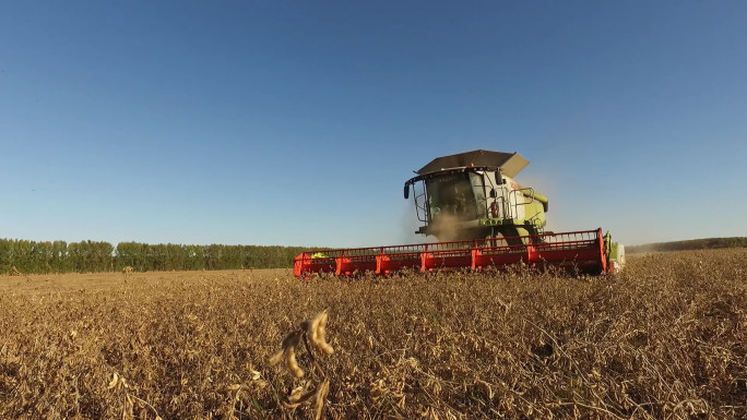 现代化农业机械生产大豆丰收收割北大荒