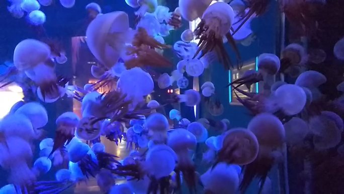 海底世界透明海蜇实拍七彩变幻
