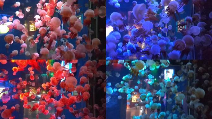 海底世界透明海蜇实拍七彩变幻