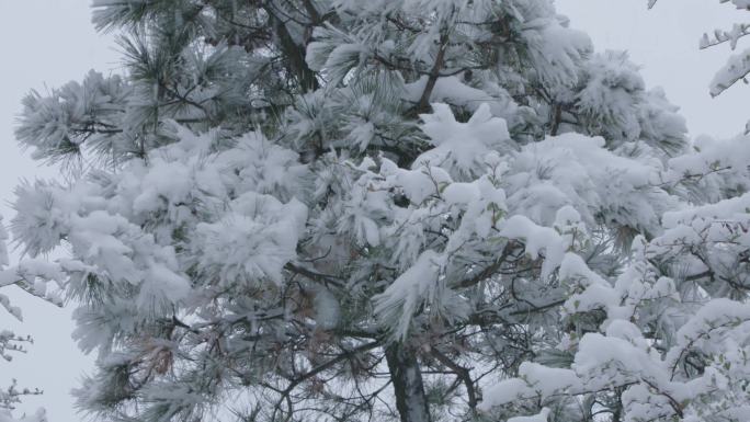 4k雪松相思豆雪挂枝头13条冬天雪景