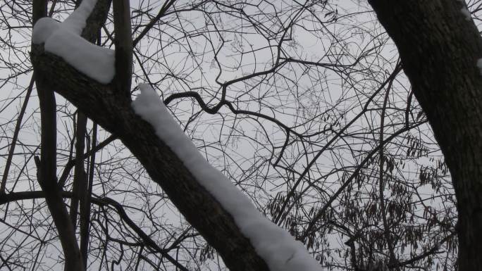 大雪压树干
