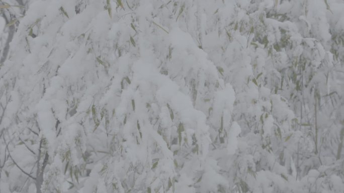 索尼升格高清50M码流冬天景色49条灰片