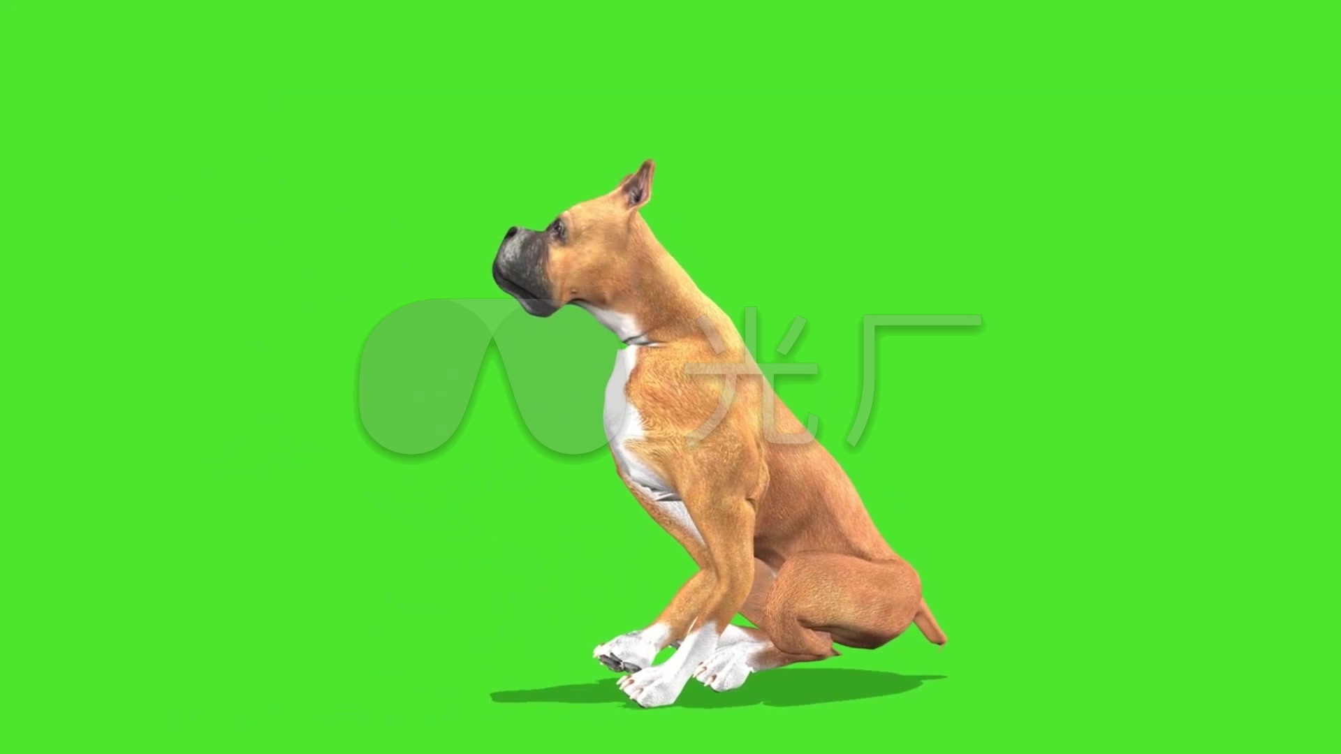 大黄狗绿幕抠像素材