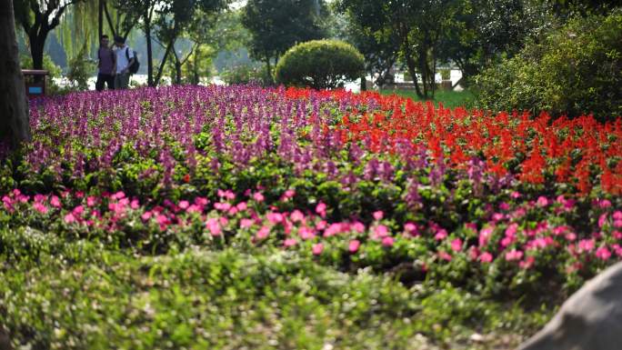 4k踏青公园花海花朵植物园