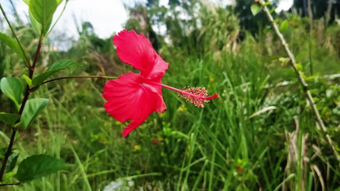 草地上的一朵扶桑花