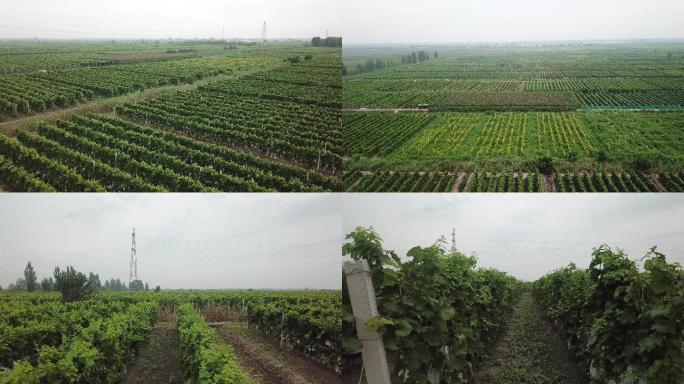 【原创】4K·葡萄园葡萄种植基地采摘园