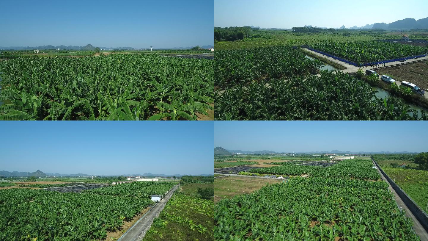 香焦田航拍