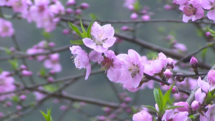 桃花／花骨朵儿／春意/春天的气息