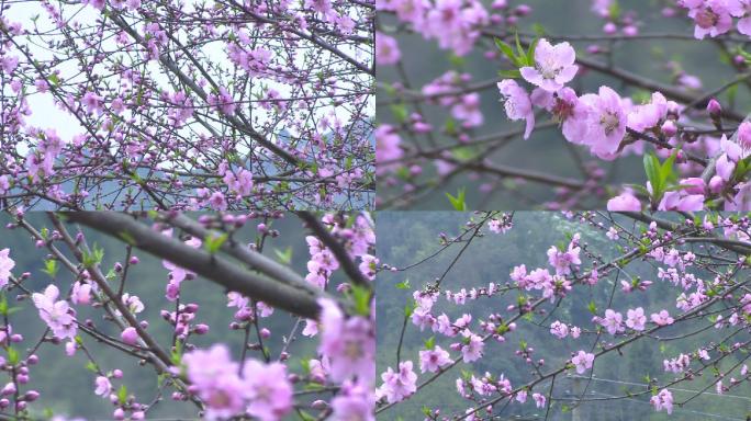 桃花／花骨朵儿／春意/春天的气息