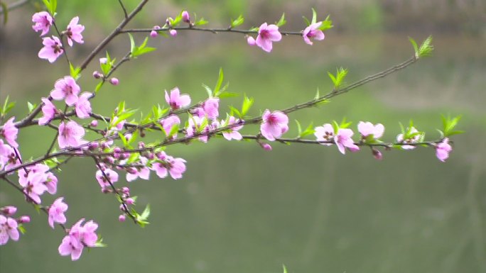 桃花／桃花朵朵/桃花花骨朵儿/春意