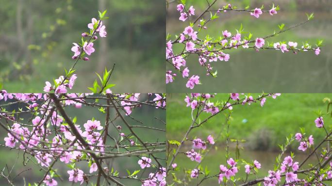 桃花／桃花朵朵/桃花花骨朵儿/春意