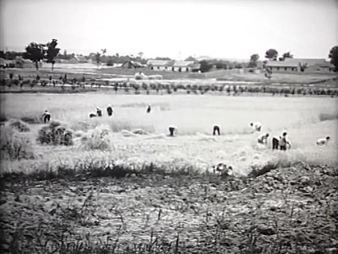 60年代农业生产种地插秧收割
