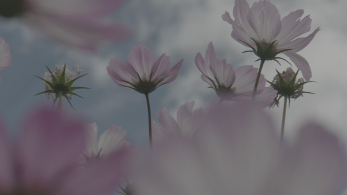 西藏拍摄天空摇摆的花朵ARRI带灰度