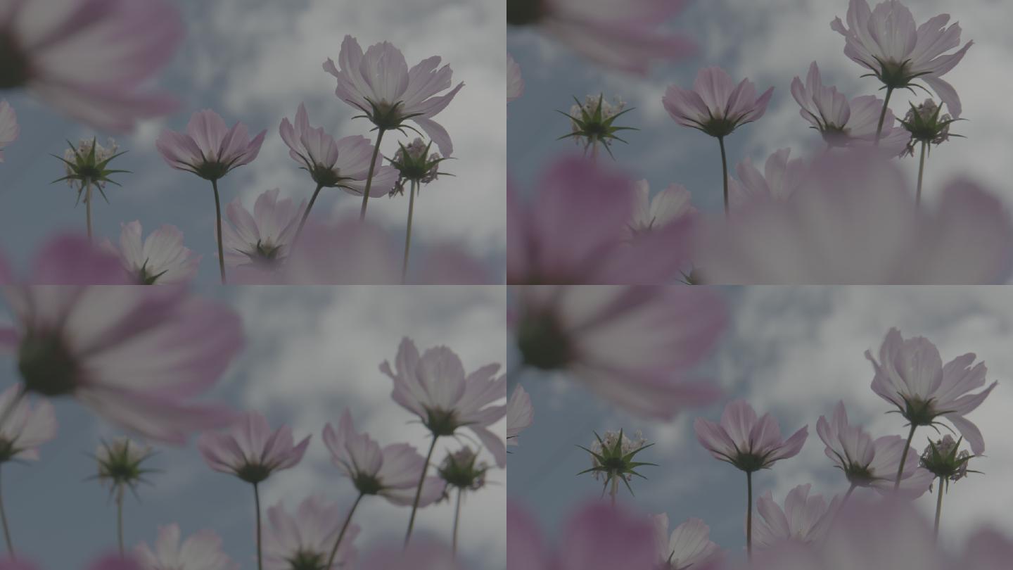 西藏拍摄天空摇摆的花朵ARRI带灰度