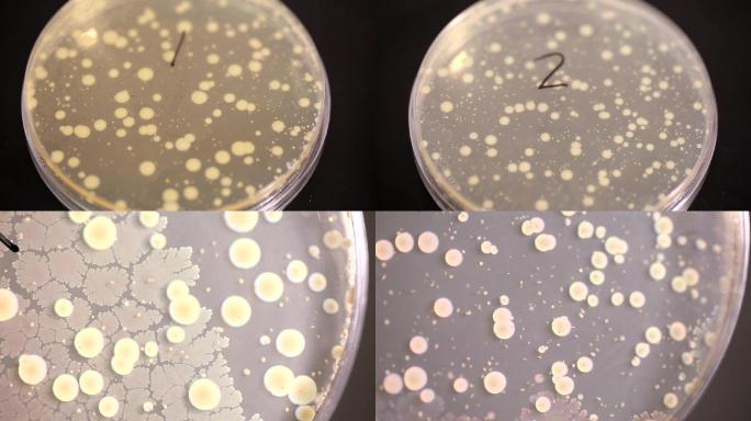 科学检验烧杯细菌培养病菌检测