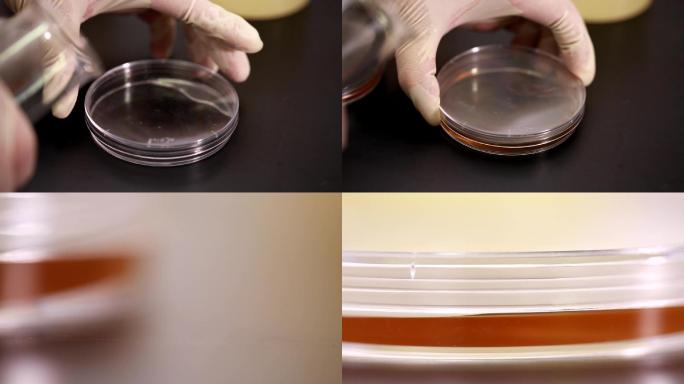 科学检验烧杯细菌培养病菌检测
