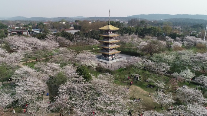 武汉东湖樱花园航拍素材