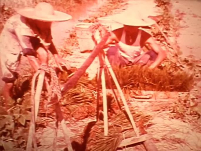 60年代华南水稻种植-知青上山下乡劳动