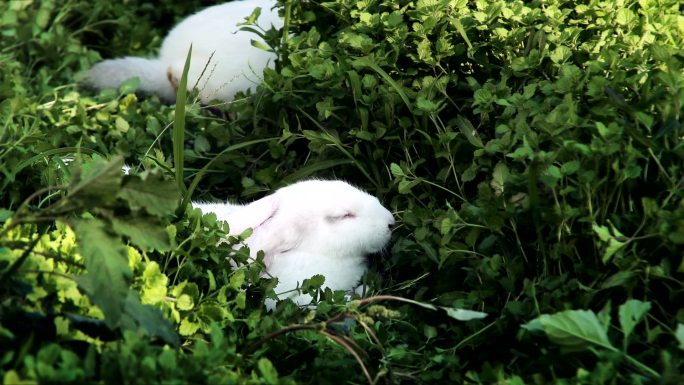 唯美大白兔草地吃草奔跑