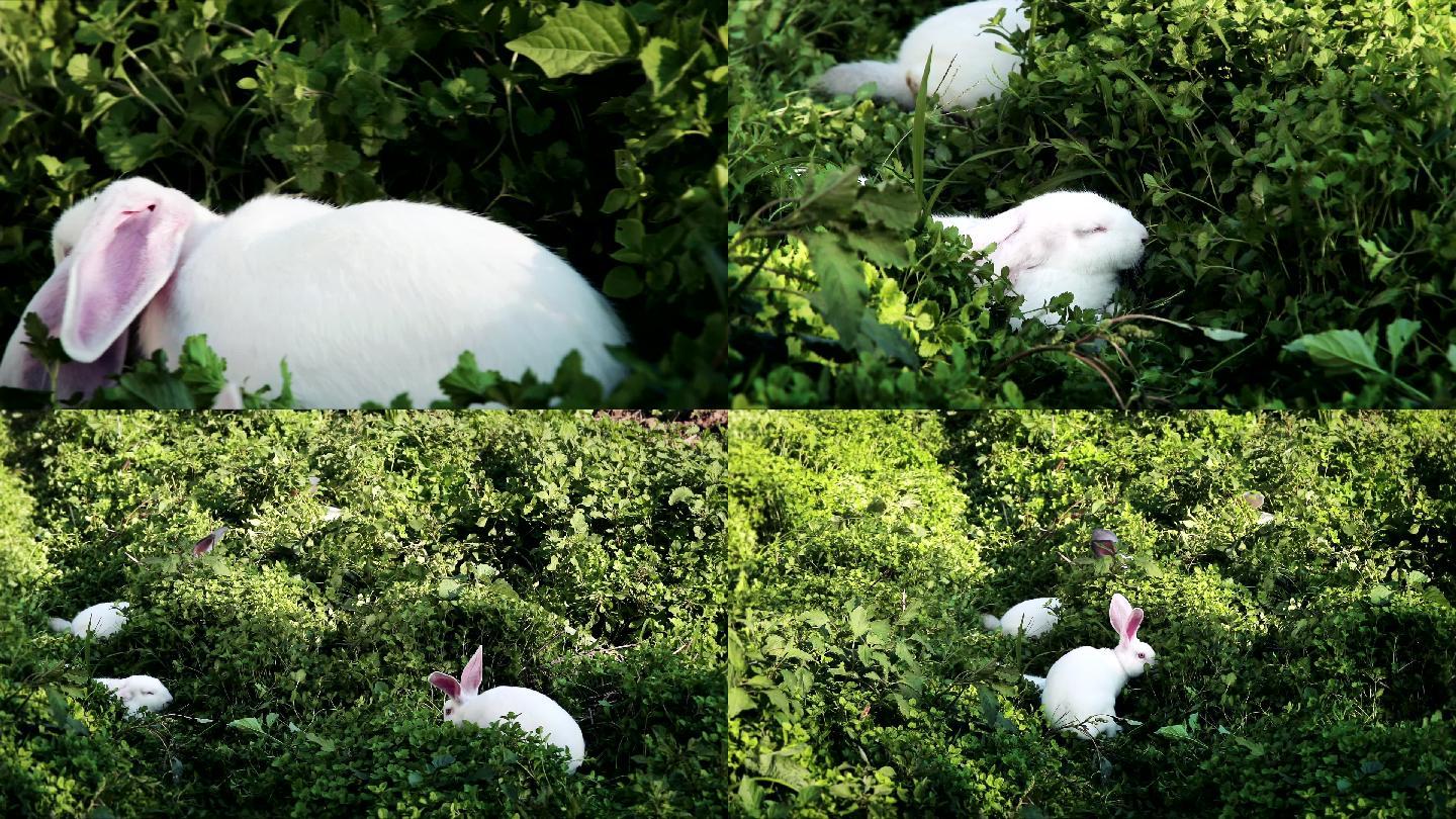 兔子吃哪些草,兔子 - 伤感说说吧