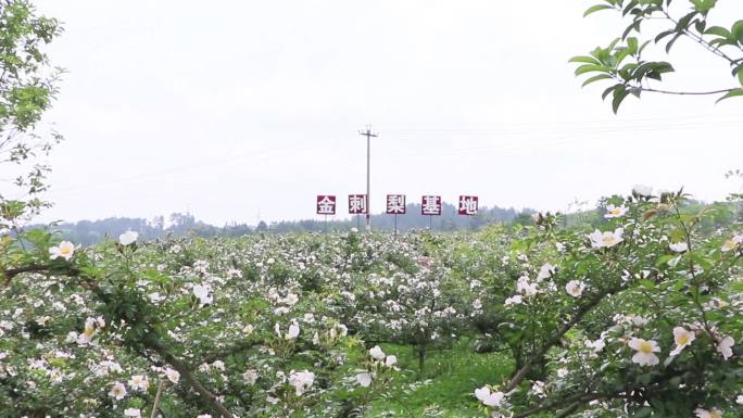 刺梨花