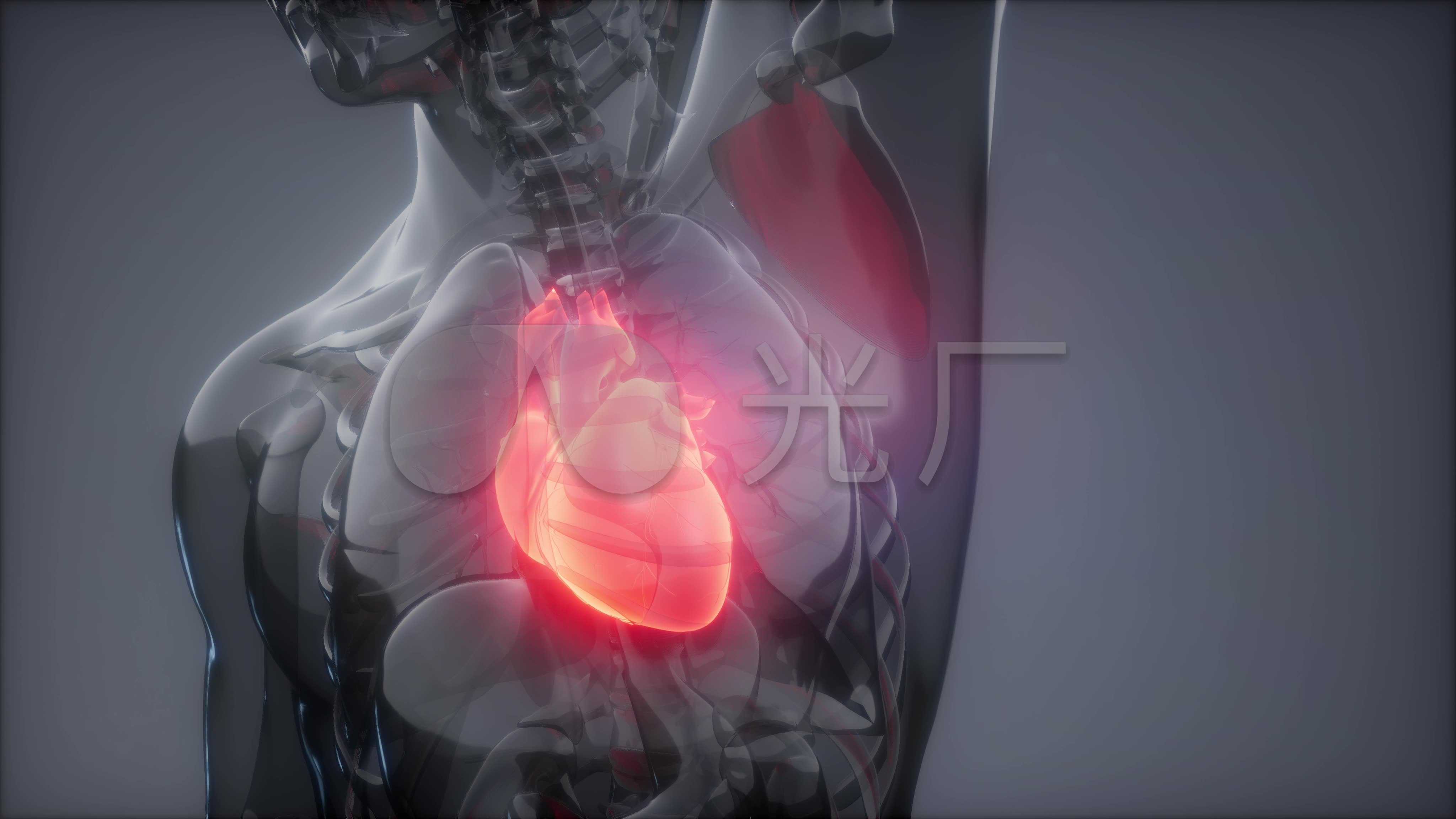 【4k】x射线 人体心脏 3d动画