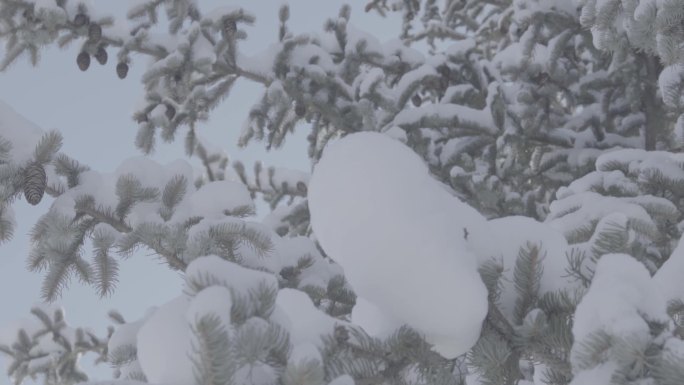 雪乡雪景大美龙江树挂雪