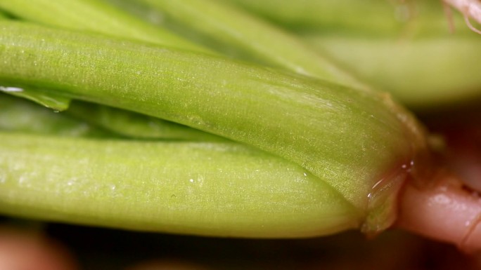 食品食材美食蔬菜菠菜补铁绿色