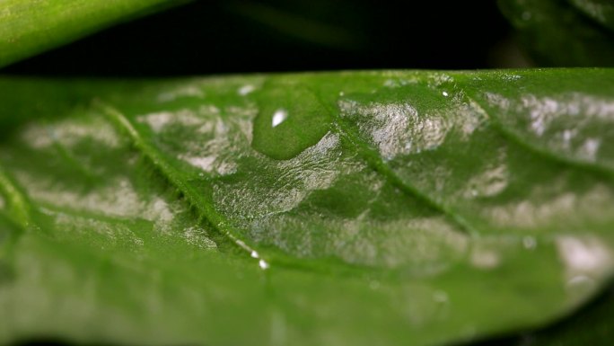 食品食材美食蔬菜菠菜补铁绿色