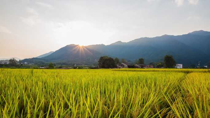 丰收稻田延时风景