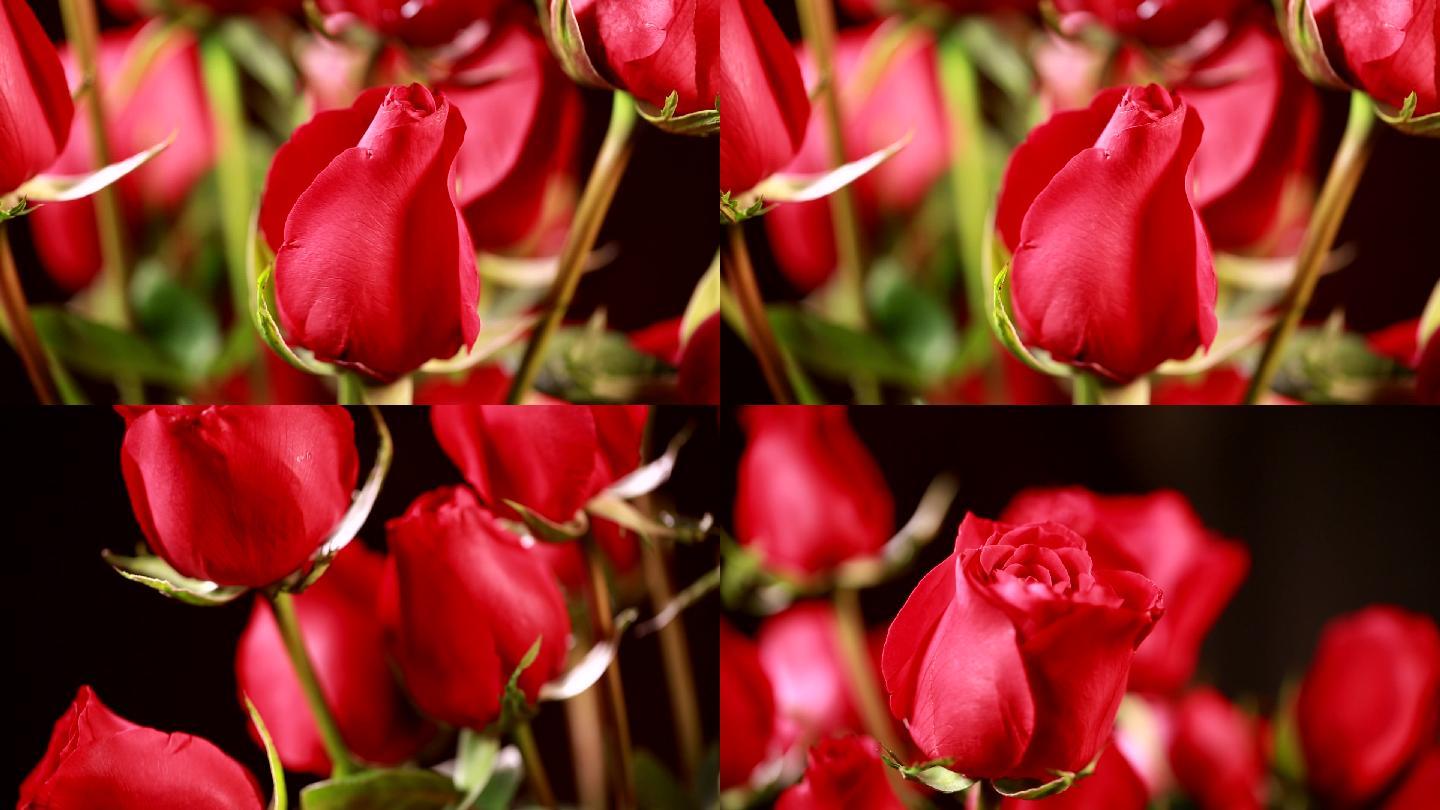 鲜花玫瑰鲜切花养殖植物美丽魅