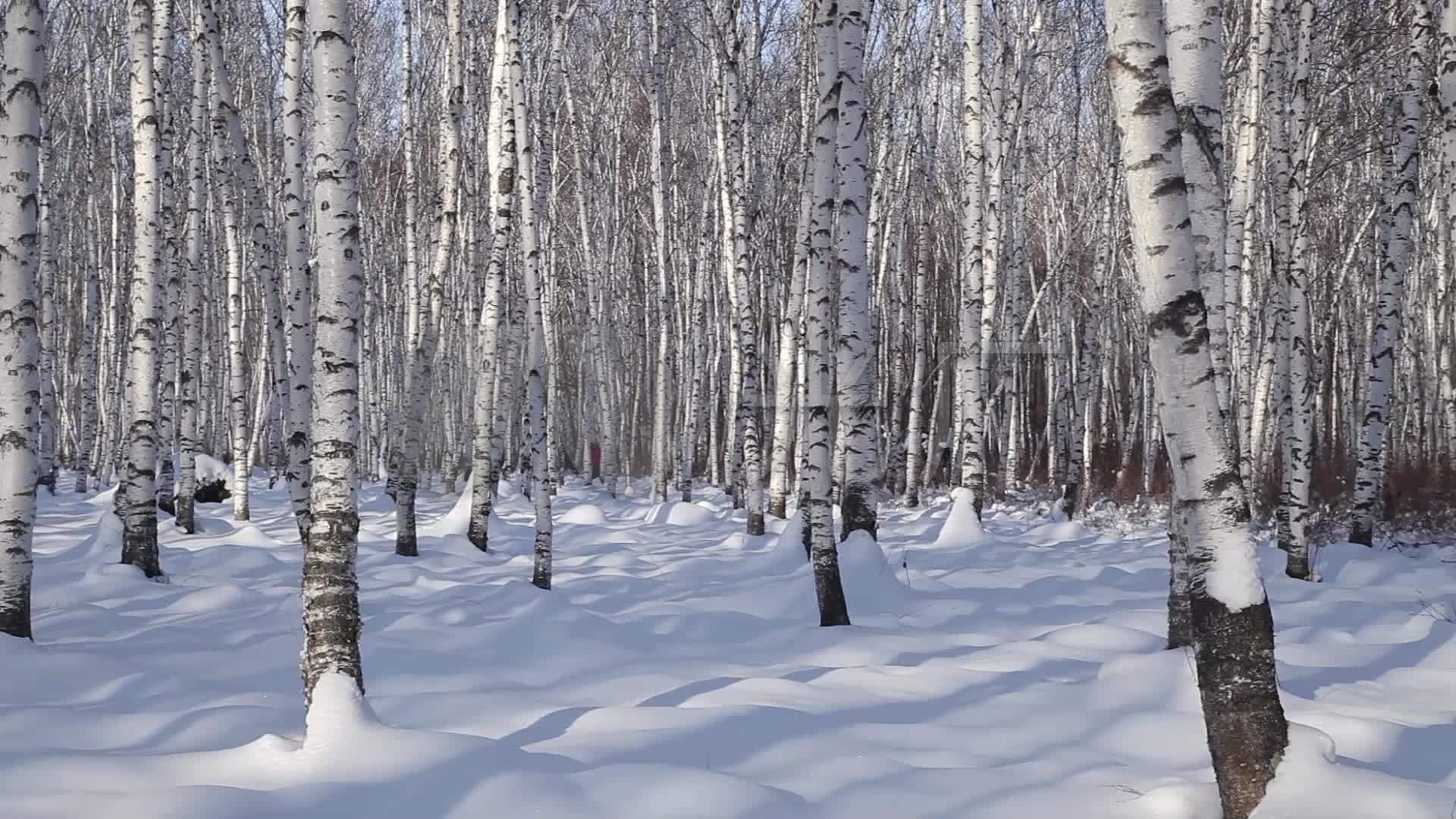 趣罗斯：象征着俄罗斯的白桦树，有何独特之处？_形象