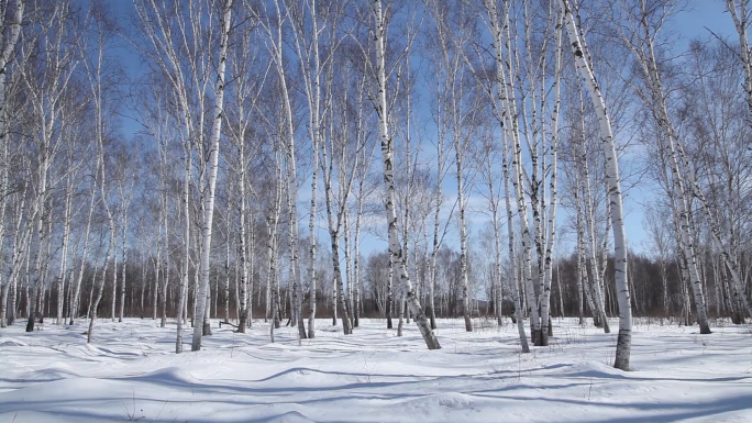 白桦林冬季北大荒雪景树林原创拍摄