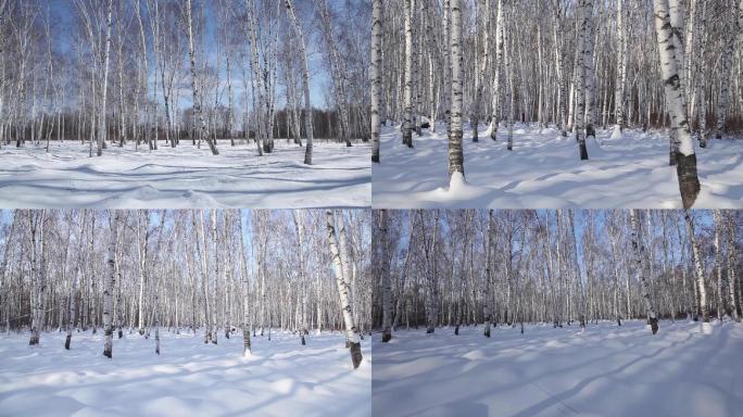 白桦林冬季北大荒雪景树林原创拍摄
