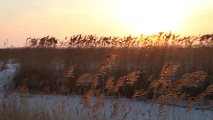 冬季芦苇夕阳下光影中雪地草丛