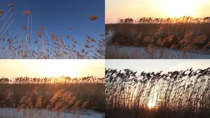 冬季芦苇夕阳下光影中雪地草丛