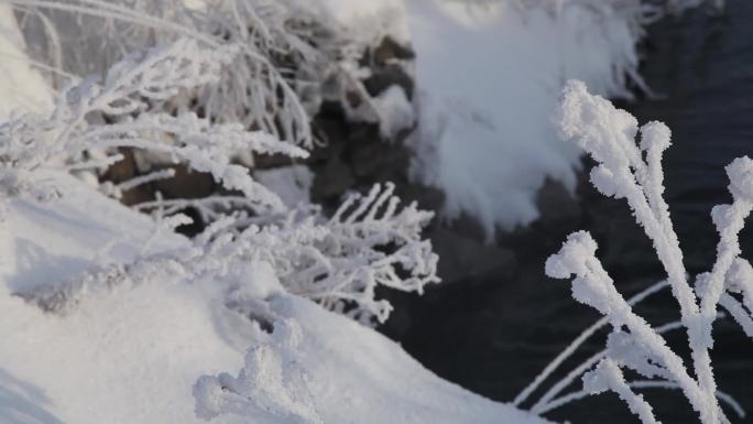 雾松树挂冬季湖边阳光下雪景植物冰霜