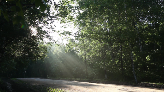 林间公路阳光下的树林含航拍山地林区