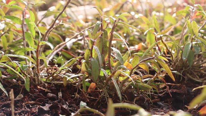 铁皮石斛种植基地实拍