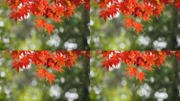秋天红叶美丽红色枫叶