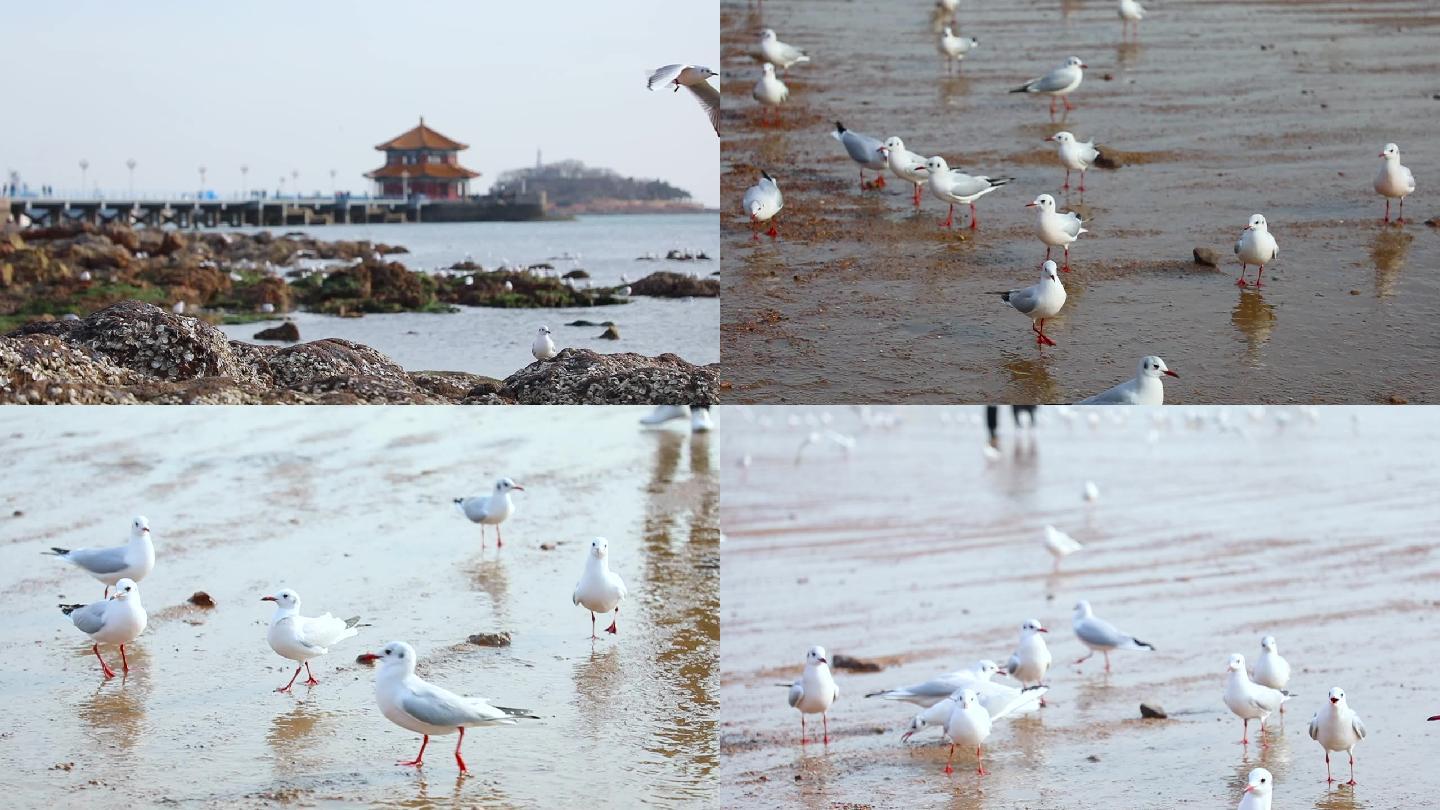 青岛栈桥冬季海鸥
