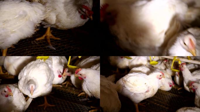鸡肉肉鸡养殖场卡路里激素养鸡场